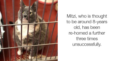 Real Life "Fat Cat" Returned to Shelter Four Times
