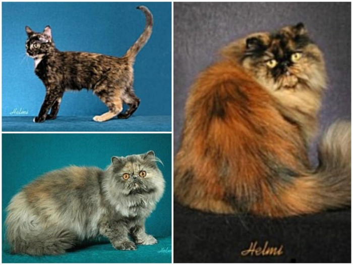 Examples of tortie cats: