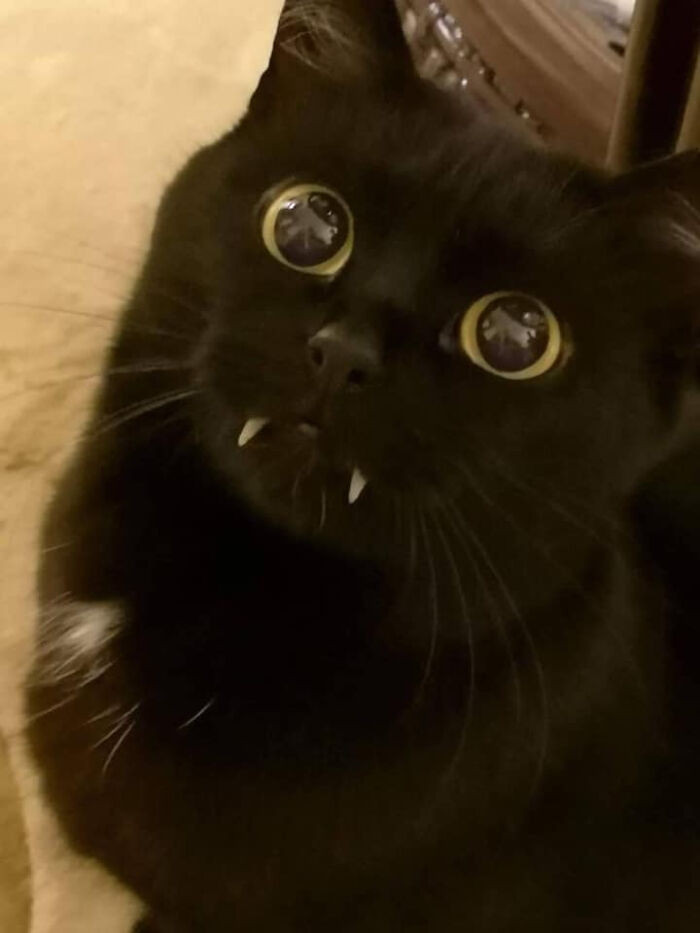 44. Here's a little vampire cat