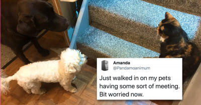18 Wholesome Animal Tweets You Didn't Know You Needed