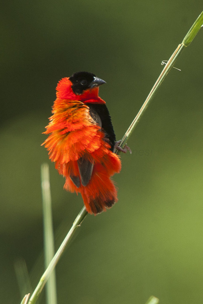  This marvelous creature can be found all over northern Africa, from Liberia to the Ivory Coast and across Kenya.