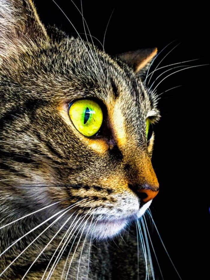 Cats On Catnip Fans Show Off Their Cats With Beautiful Eyes