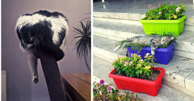 36 Cat Photos Proving That Their Logic Is Just Beyond Reality