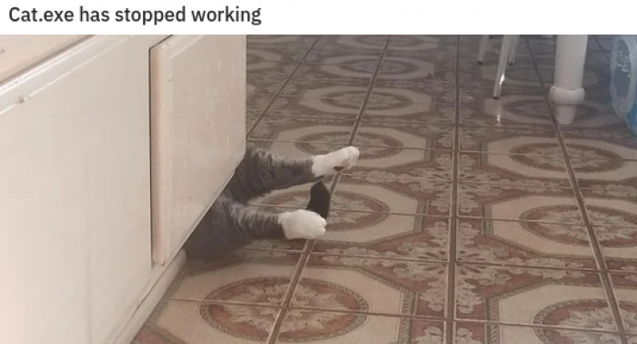 1. Cats are limited in RAM