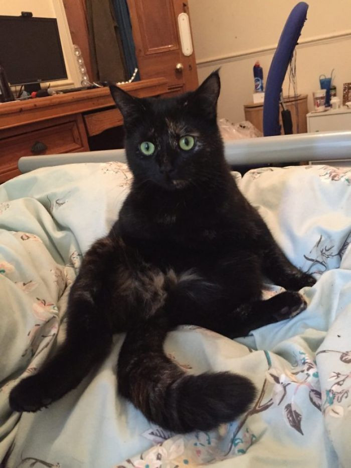 "Why does hooman refuse gift?"