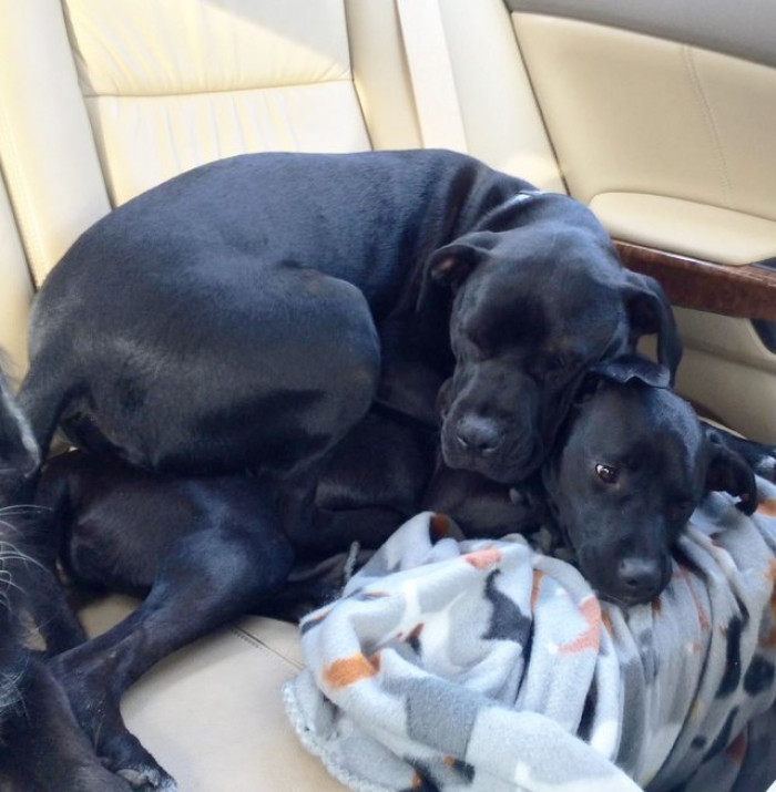 Pay Extra for Leather Seats; Don't Even Sit on Them.