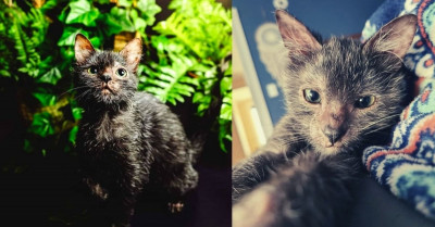 Kitten Looks Like A Little Wolf And It is Scarily Cute