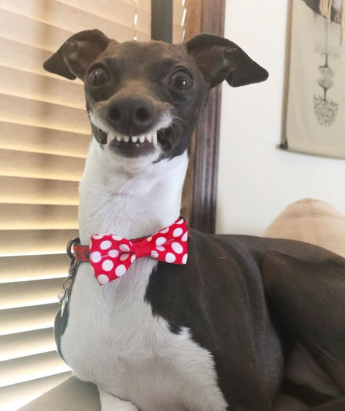 This dog is dressed for success.