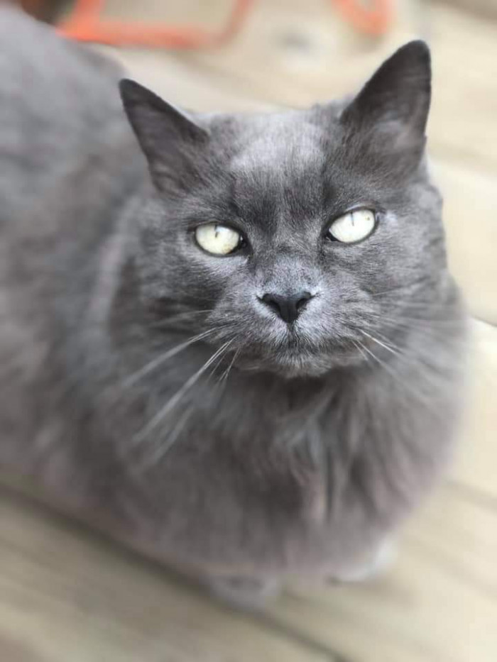 "My girl Izzy has extremely pale green eyes. They’re beautiful! This photo has no filter."