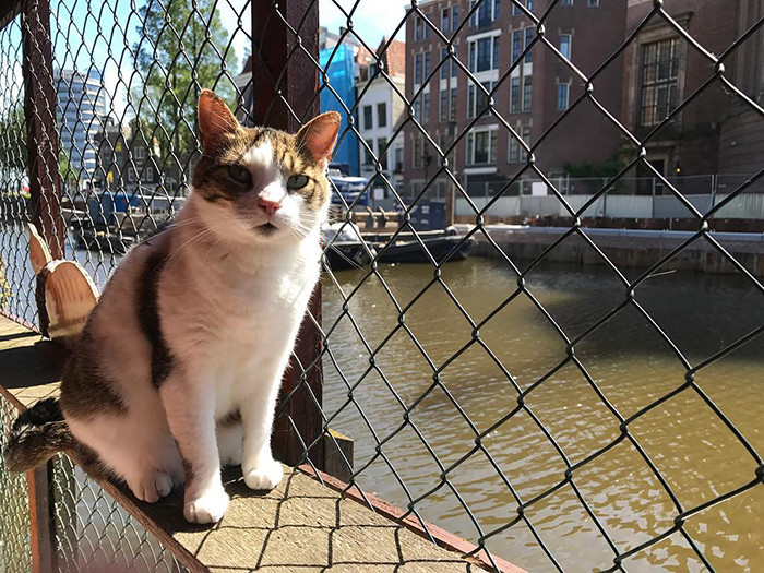 This beautiful cat is one of the Cat Boat’s occupants