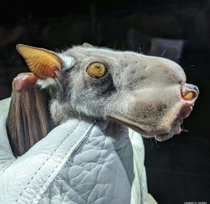 The peculiar fruit bat: