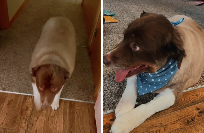 Ashton booked a grooming appointment for Oat Milk, and the difference is incredible!