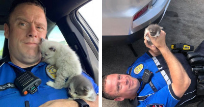 Kittens Cannot Stop Cuddling Police Officer Who Rescued Them