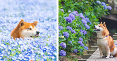 Dogs Love Flowers Too, And These 19 Wonderful Pictures Of A Shiba Inu In Different Flower Fields Are The Best Proof