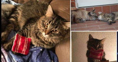 Sweet Maine Coon Kitten Gets Tiny Pillow as a Gift from Her Vet and Falls in Love