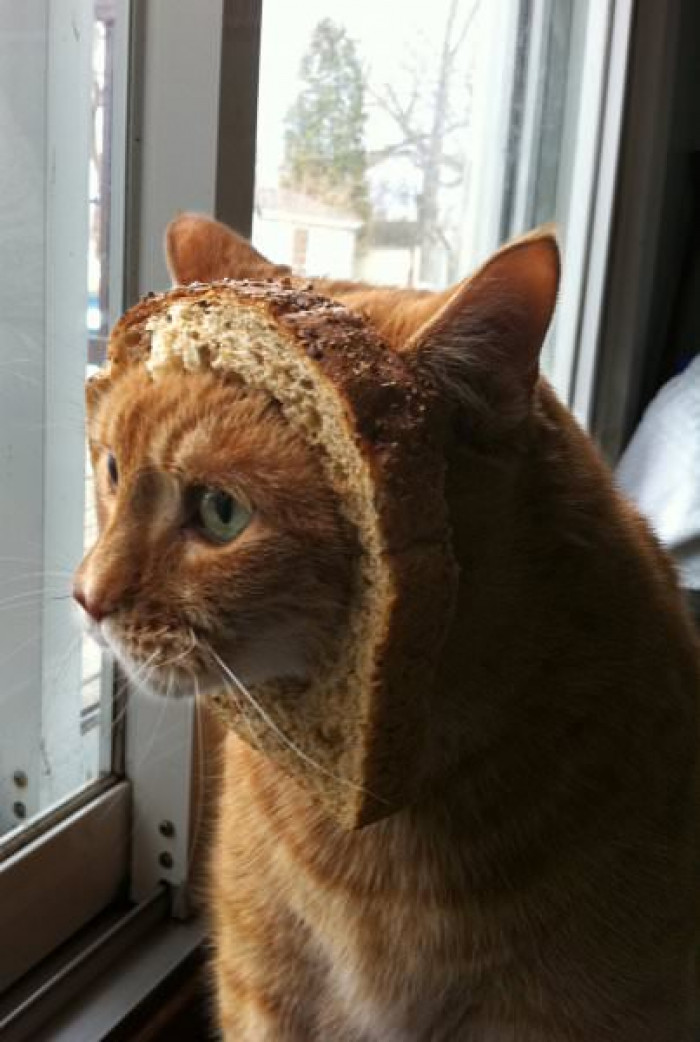 Looks so content with bread on his face