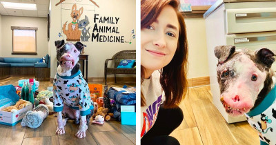 Rescue Workers Saved A Dog With A Disfigured Face And Now He Is On The Road To Recovery