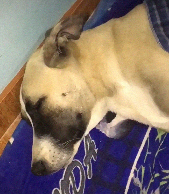 When his owner does return, Toby can get some rest feeling calm and safe