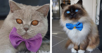 Introducing: Jawo and Lily, A Dynamic Kitty Duo You're Going To Fall In Love With