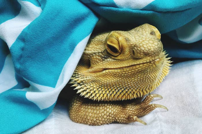 5. Bearded dragon