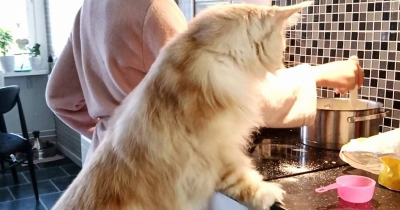 Cat Owner Regularly Posts Photos Of Her Maine Coon And Its Astonishingly Huge