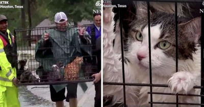 These Heroes Refused To Abandon Stranded Cats In The Houston Flood