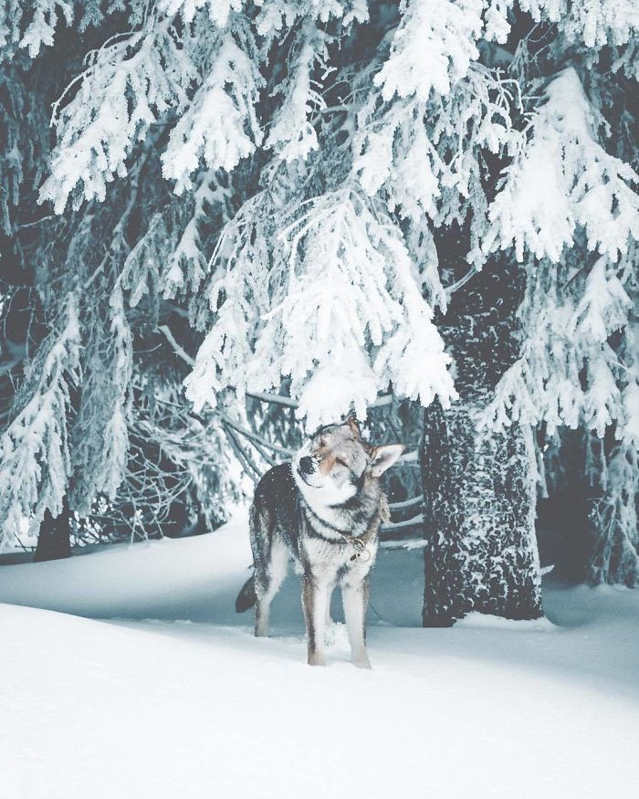 5. Snow covered trees and a beautiful dog.