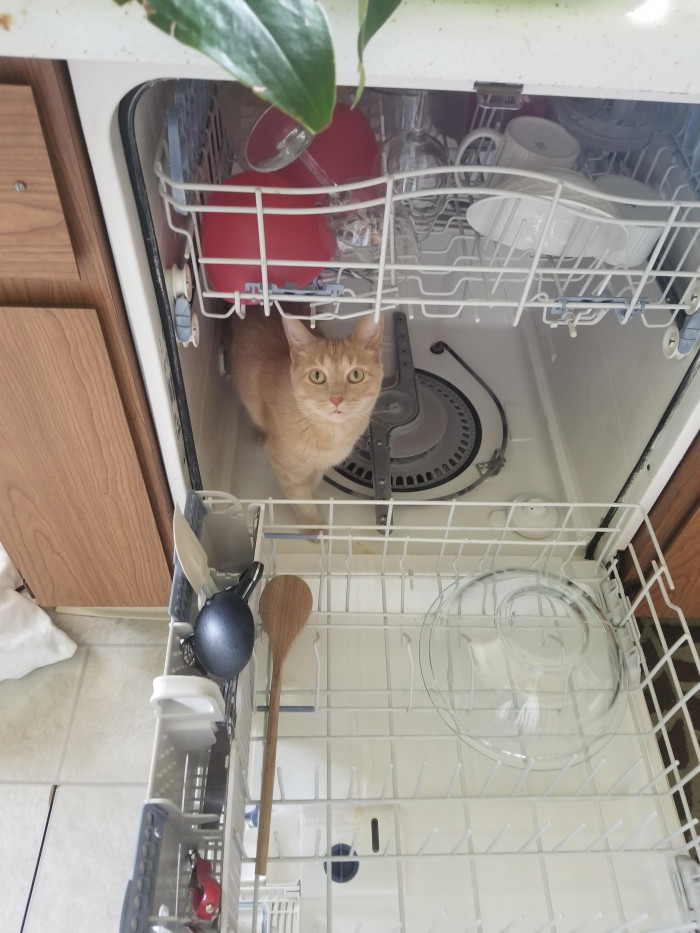 Just chillin in the dishwasher