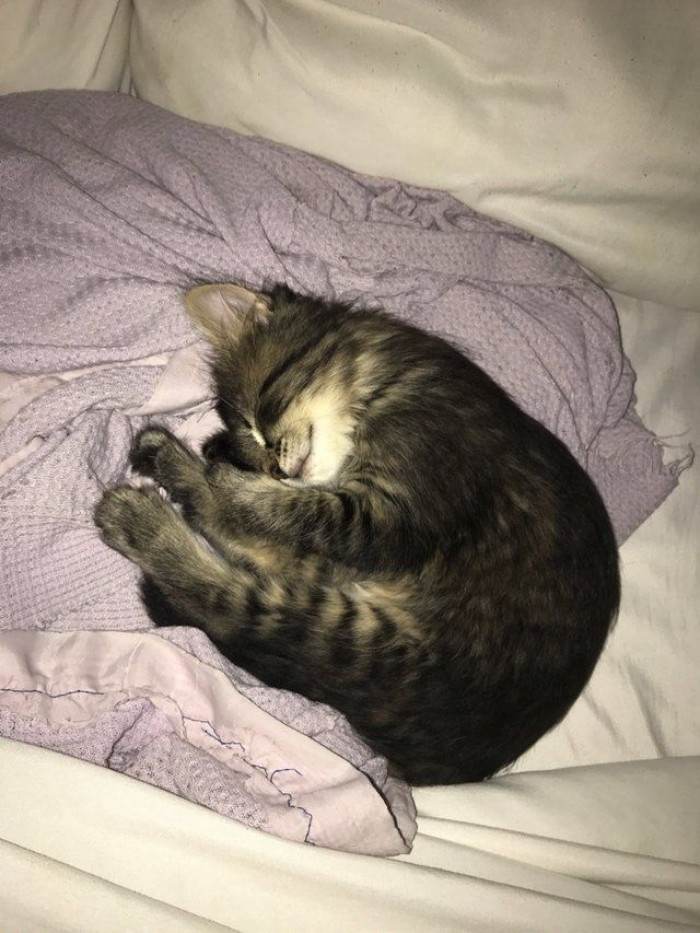 Veterinarian handing a small pillow to a Maine Coon kitten
