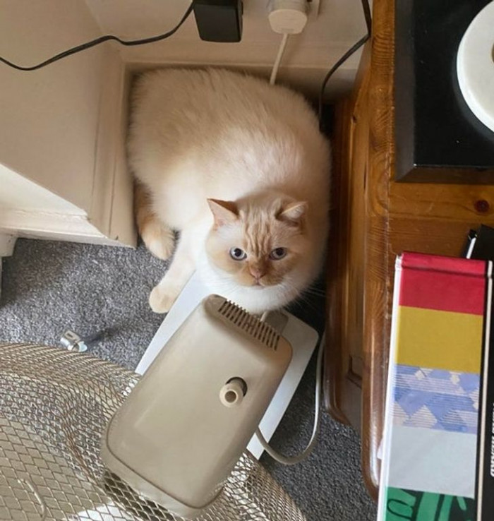 18. “Ted found a purr-fect hiding spot!”