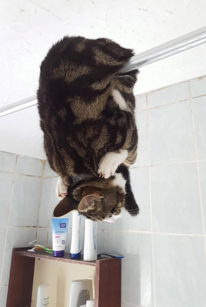 Cats perched at a window, tangled in blinds cords and fabric
