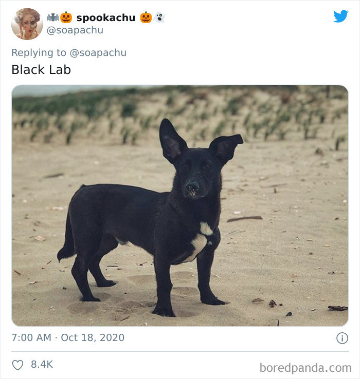 2. The EARS Black Labrador Corgi