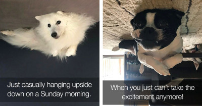 Adorable Dogs That Look Like They Floated and Ended Up Stuck in the Ceiling Are All Over the Internet, and We Absolutely Love It