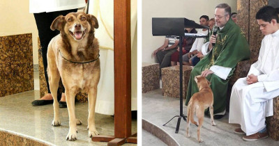 Priest Helps Stray Dogs Find Forever Homes By Bringing Them To Mass