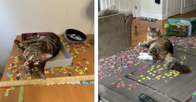 Jerk Cats Who Just Do Not Care About Your Silly Puzzles