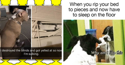 People Shaming Their Dogs Online Makes You Wonder If They're Even Good Boys