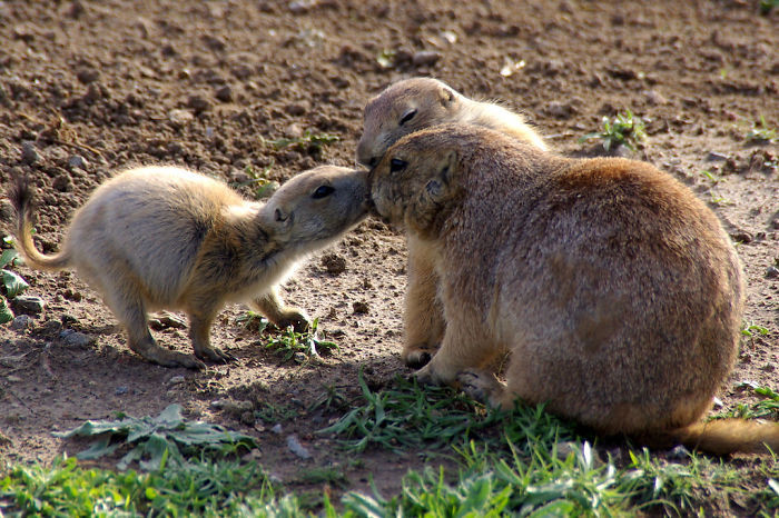 #31 Prairie Dogs Say Hello By Kissing