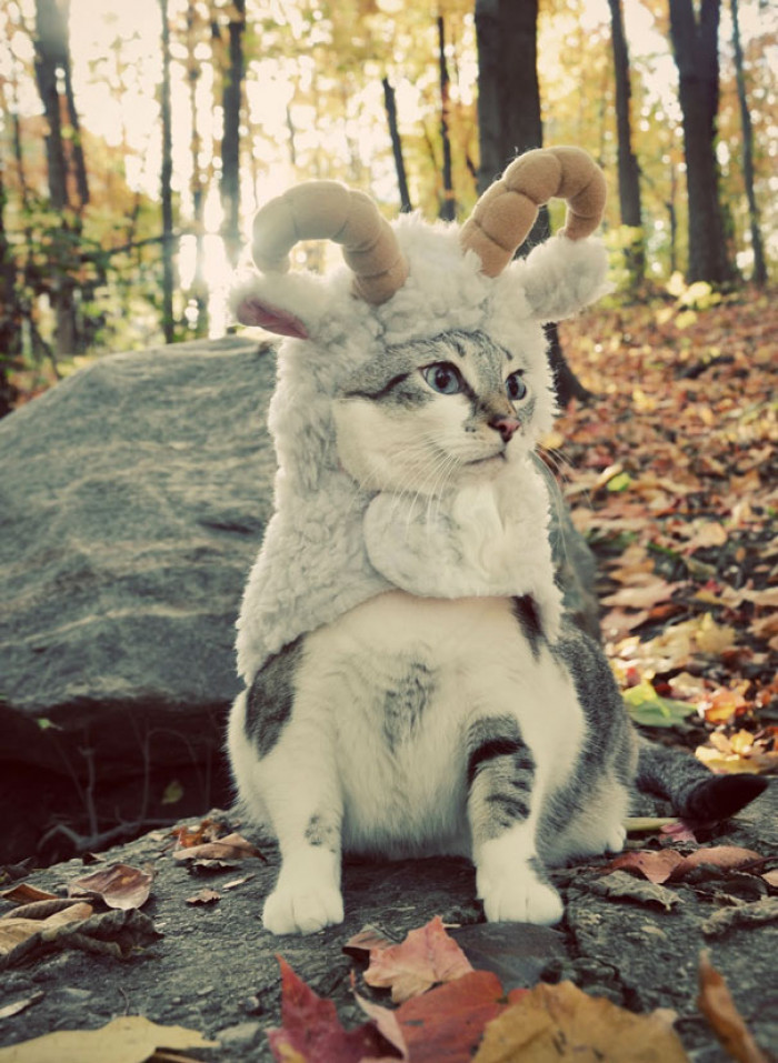 Cat wearing punk rock Wonder Woman costume, Halloween superhero mashup