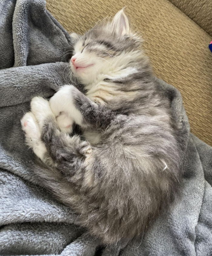 2. "Beanie finally pooped in her litter box for the first time, and now she’s exhausted."