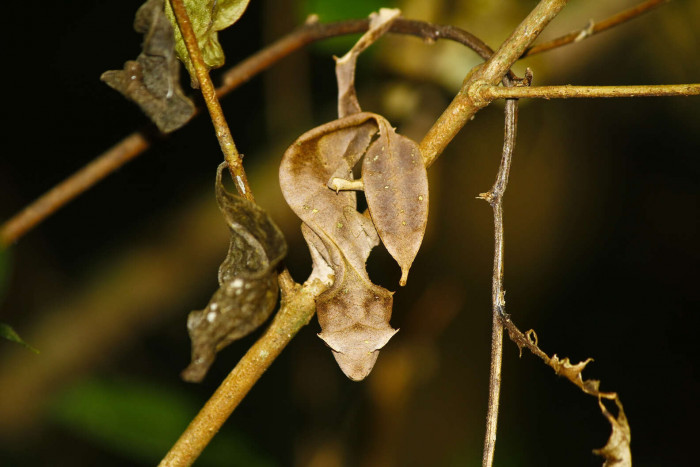 And, yep, it looks EXACTLY life a leaf.