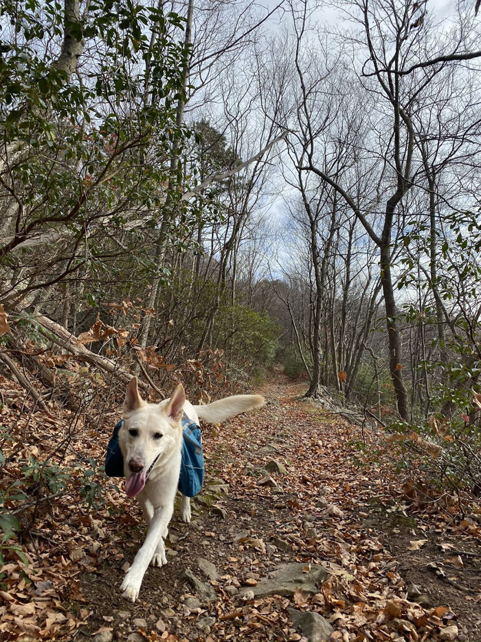 There's nothing like a walk in the wilderness.