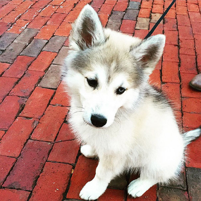 #19 A sweet baby Husky puppy!