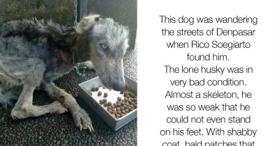 Young Man Found Abandoned Starving Husky, and After 10 Months of Proper TLC, the Change Is Amazing