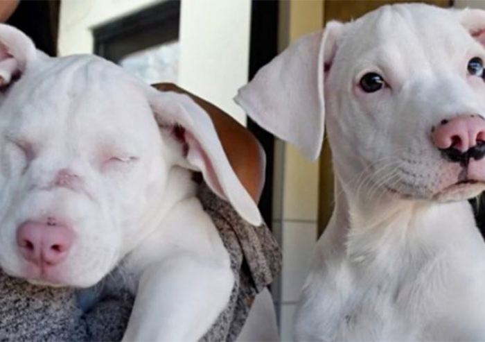 A couple was walking along the road in Louisiana when they stumbled upon a litter of eight pups alongside their mother.