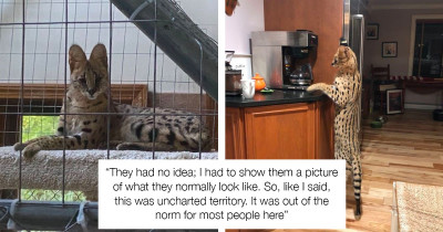 African Cat Ran Away and Spent 3 Days in the Wild Before Being Reunited with His Owners