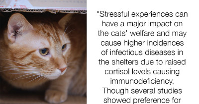 Cats Who Have Cardboard Boxes Are Less Stressed Out And Heal Faster