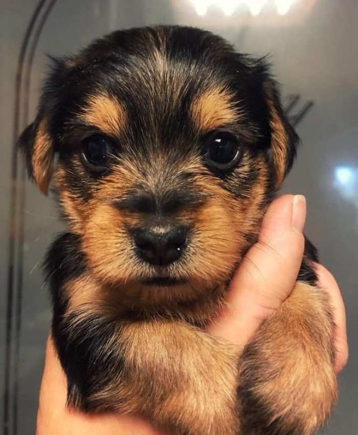 Awww, this smooshy little pup will fit right in the palm of your hand.