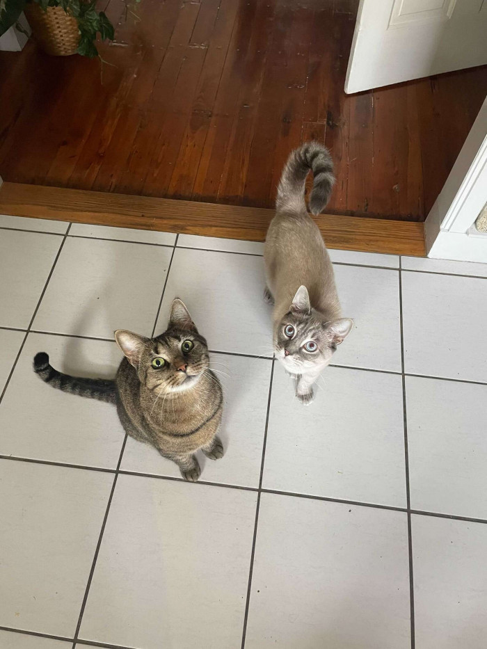 "Both my cat and I looked behind us, like, 'Oh, God, what did she do?' and [I] left the meeting," Nelson said.