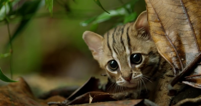 The Cutest Thing You Will See Today Is The World's Tiniest Wild Cat