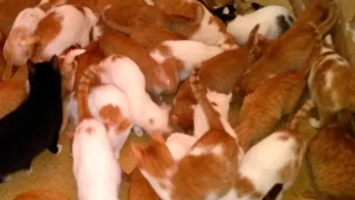 Weirdly, no one noticed the noise coming from 130 cats meowing.